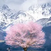 nakamuraの画像