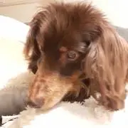 のんこ