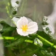 鱸の画像