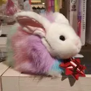 コロ助の画像