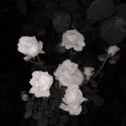 ゆきの画像