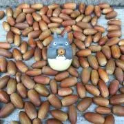 ぽにょの画像
