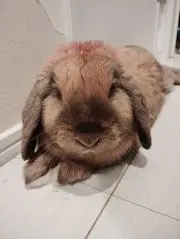 シュガーの画像