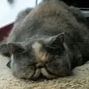 おみの画像