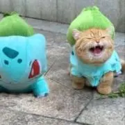 ハヤシの画像