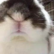 もふの画像