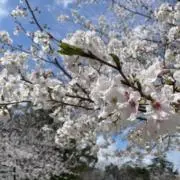nahuhの画像