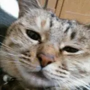 こぱち