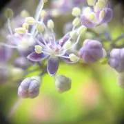 紫陽花坂の画像