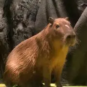 マヨネ