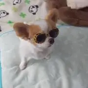 ふじさきまさき
