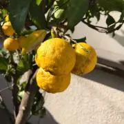 ⭐︎マッド⭐︎の画像