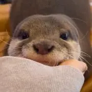 ハシ