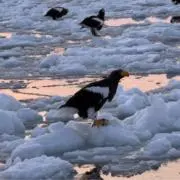 もふおの画像