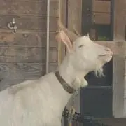 みかん星人