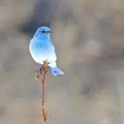 ゆの画像