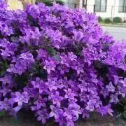 blueberryの画像