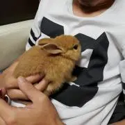 さらたん