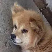 ニーニの画像