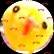 ぱんだくま