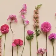 Fukuの画像