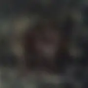 ryn