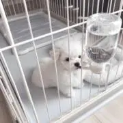 chiの画像