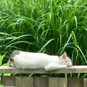 るぐれの画像