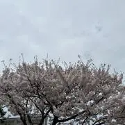 まゆらの画像