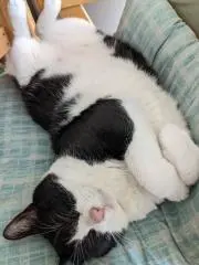 ハチの画像