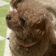 あらくん✌︎ʕ•ᴥ•ʔ✌︎の画像
