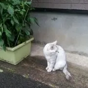 みきっちょ