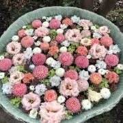 くまももの画像