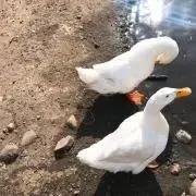 うっしーの画像