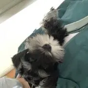 t丸