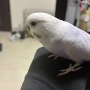 ジーマの画像