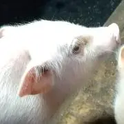 ソーレンセン