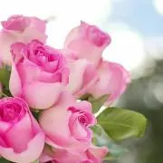 Roseの画像