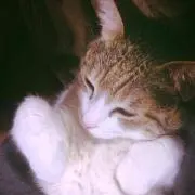 まおらんの画像