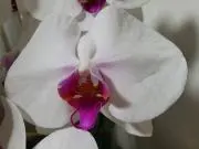 kanakana本日は返信遅くなりますの画像