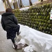 たにーずの画像