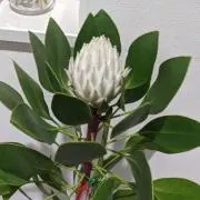 Haruchiの画像
