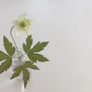 ぴぃの画像
