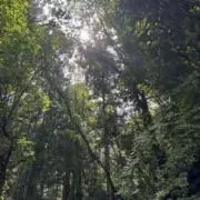 MHの画像
