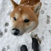 しばめんたいこの画像
