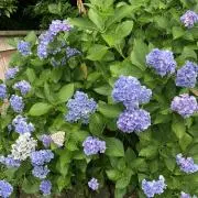 花音の画像