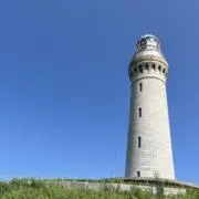 たまの画像