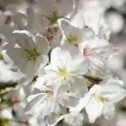 うさぎ