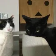 黒猫にゃ〜ん♪