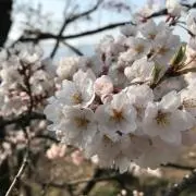 shiiiの画像